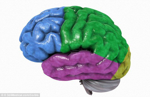 Could a PILL cure dementia? Scientists hail breakthrough after repairing diseased brain cells